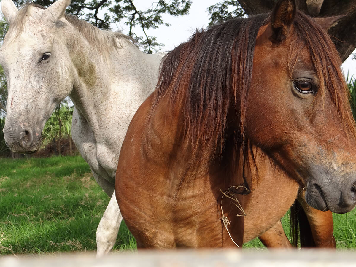 Granja y acogida de animales | Ecoplásticos